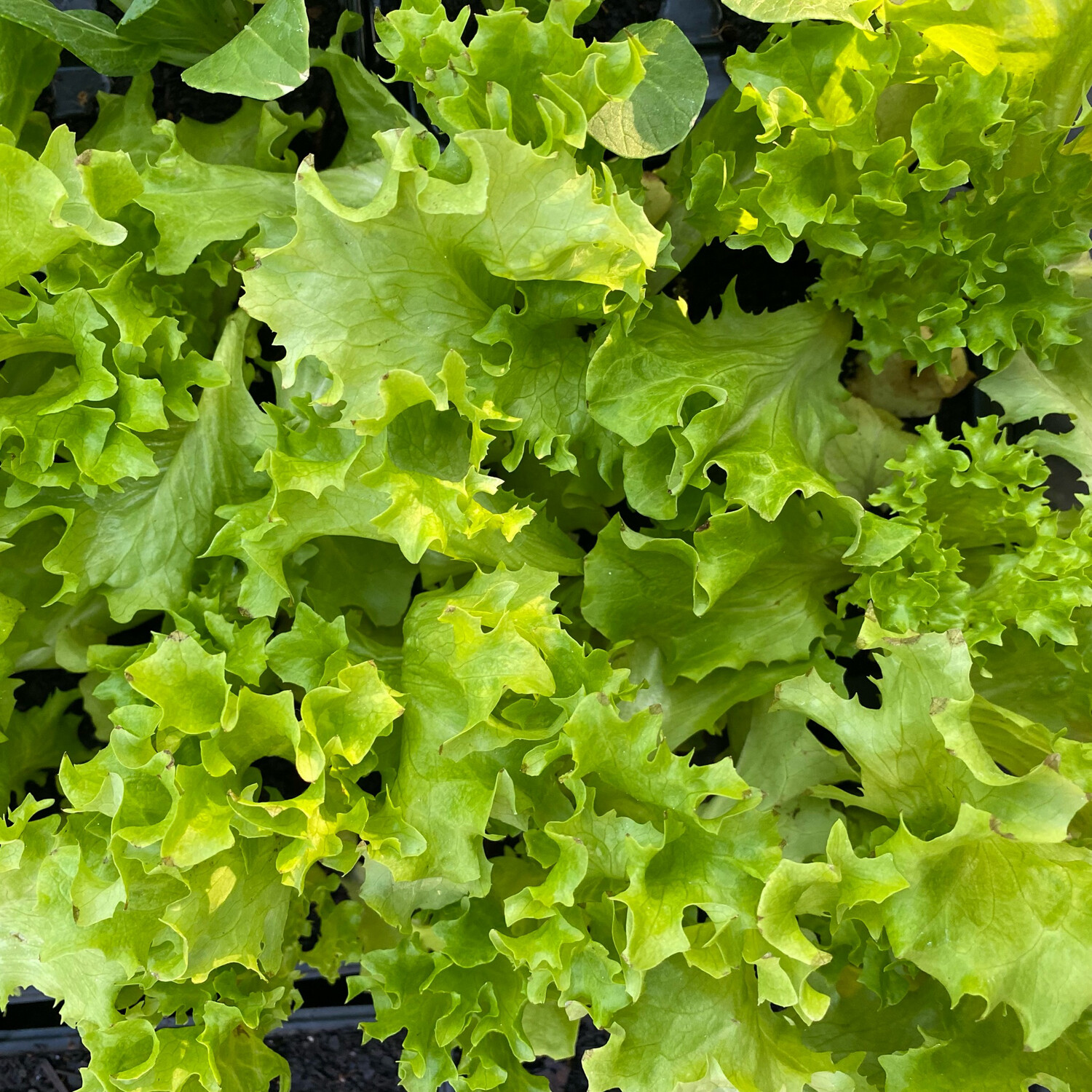 Lettuce (Green Oak)