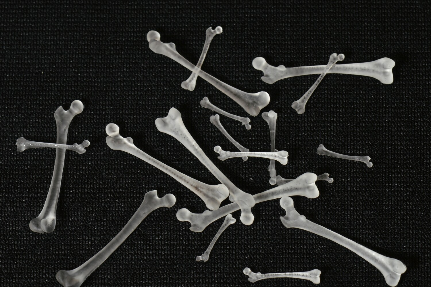 Femur Bones - Inclusions for Dice