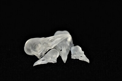 Raven Skull Inclusions for Dice