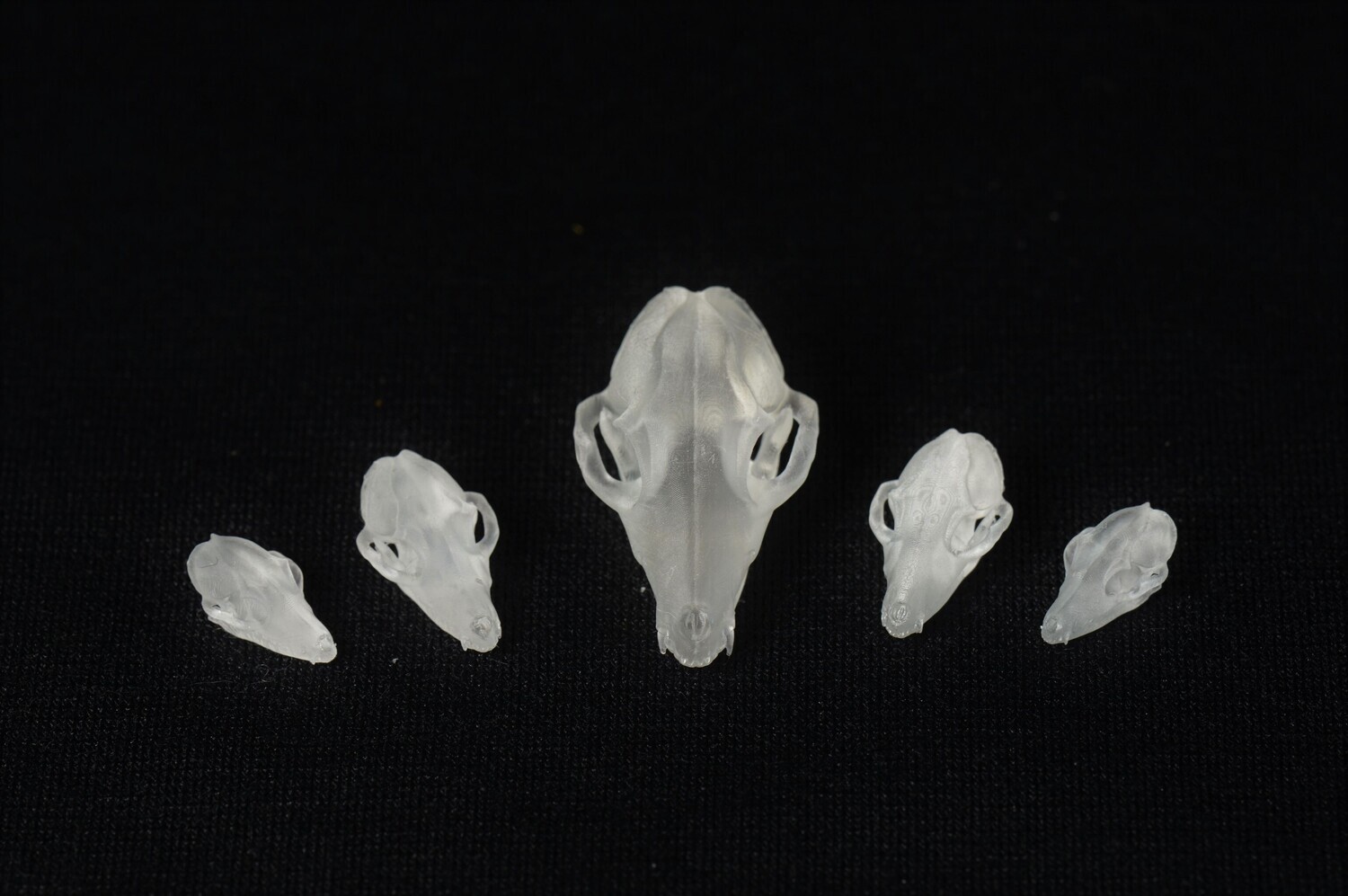 Fox Skull Inclusions for Dice