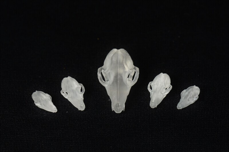 Fox Skull Inclusions for Dice