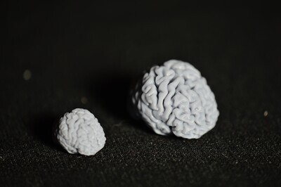 Brain Inclusions for Dice