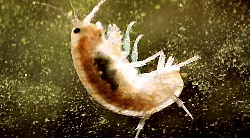 Saltwater Amphipods