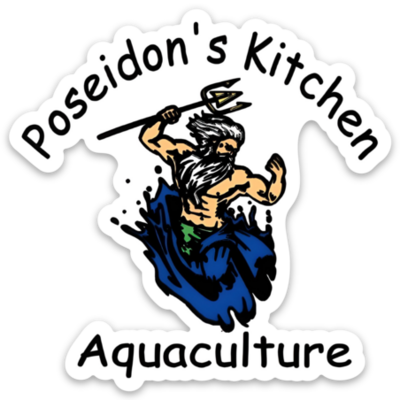 Live Copepods