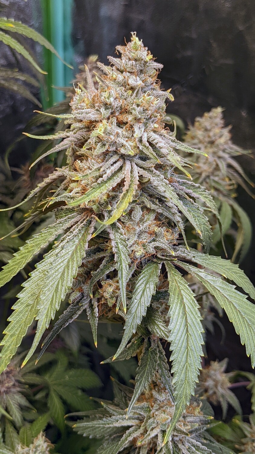 Sweet Cream