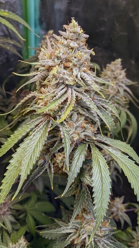 Sweet Cream