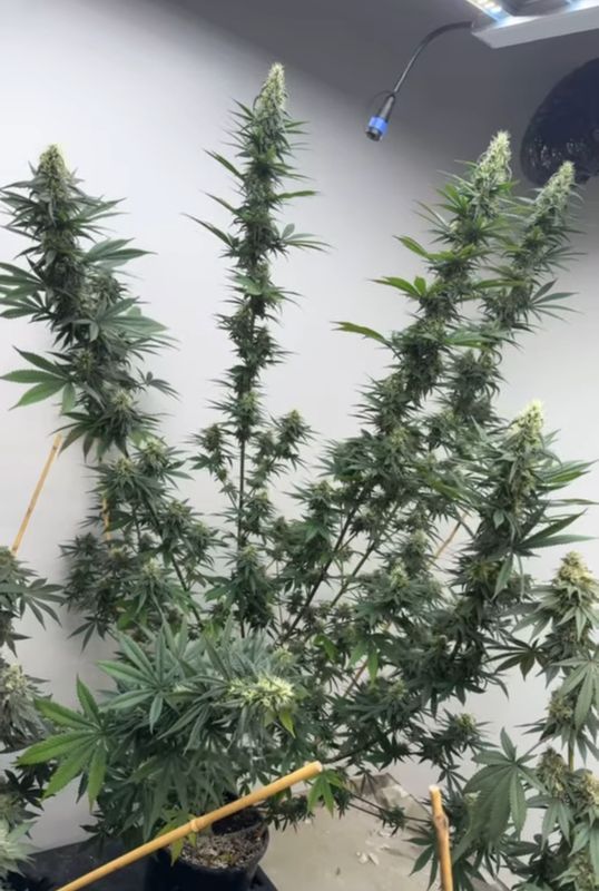 Metal Haze F4 x Quetta 2022 #3