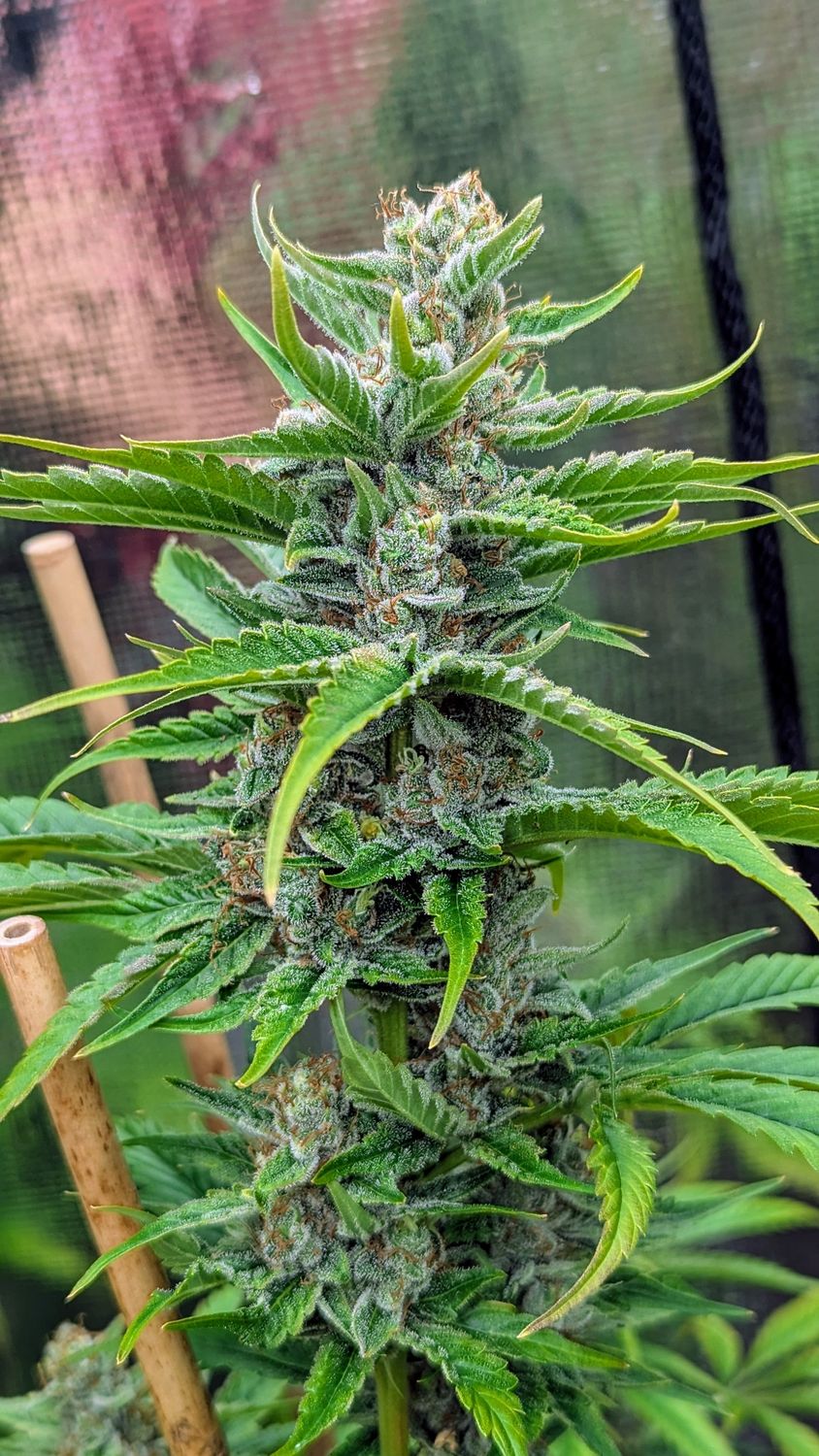 Terminator Haze