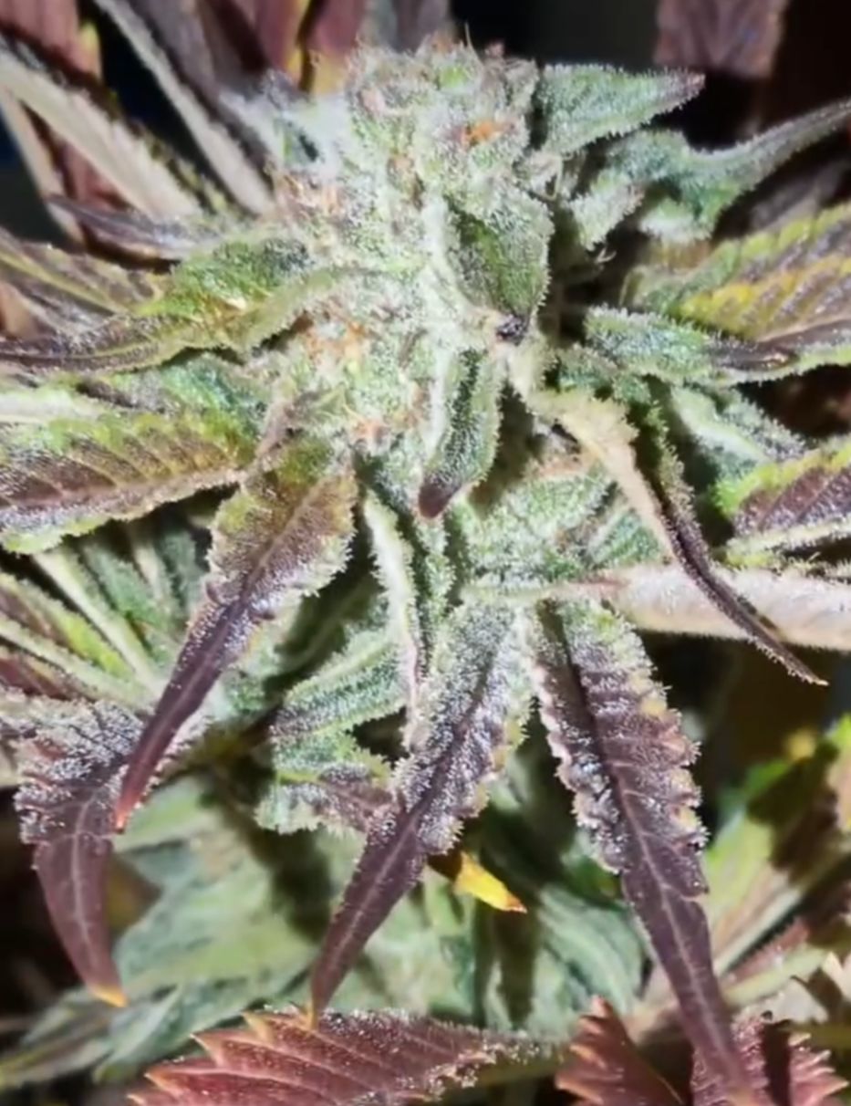Beelzebreath