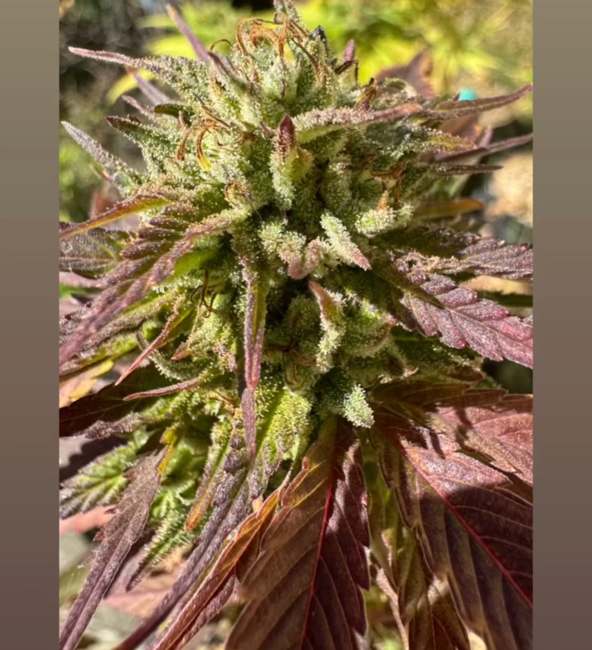 Hell&#39;s Sour Kush