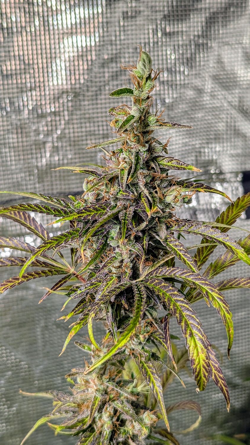 Metal Haze F5