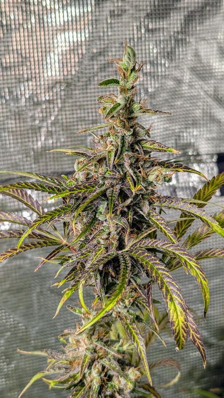 Metal Haze F5