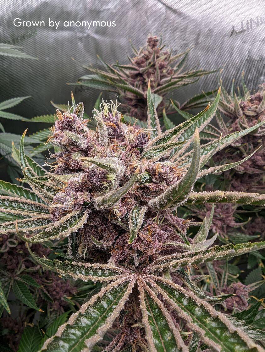 Clockwork Purple
