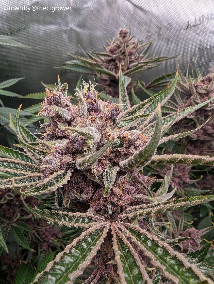 Clockwork Purple