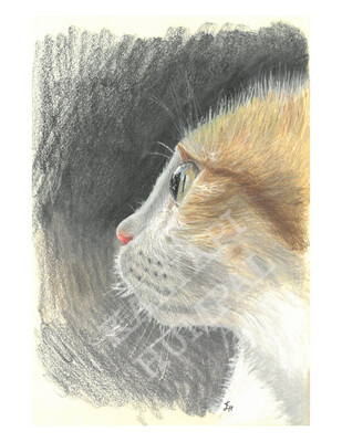 Squirrel the Cat print 8&quot; by 11&quot;