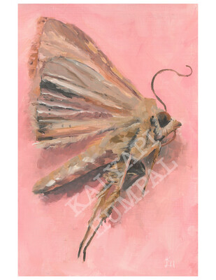 1/3 bugs prints 8&quot; by 11&quot;