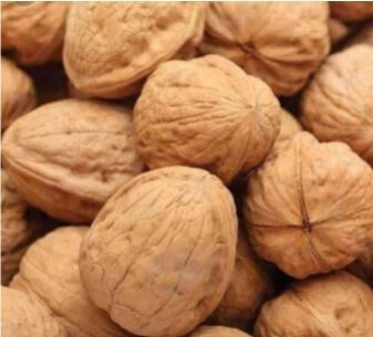 Walnut