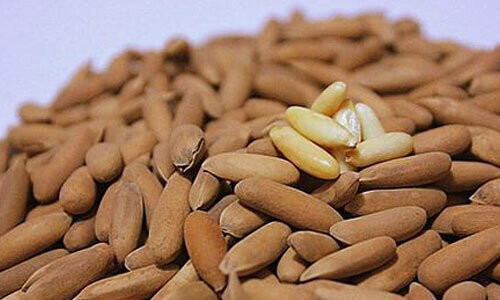 Pine Nuts