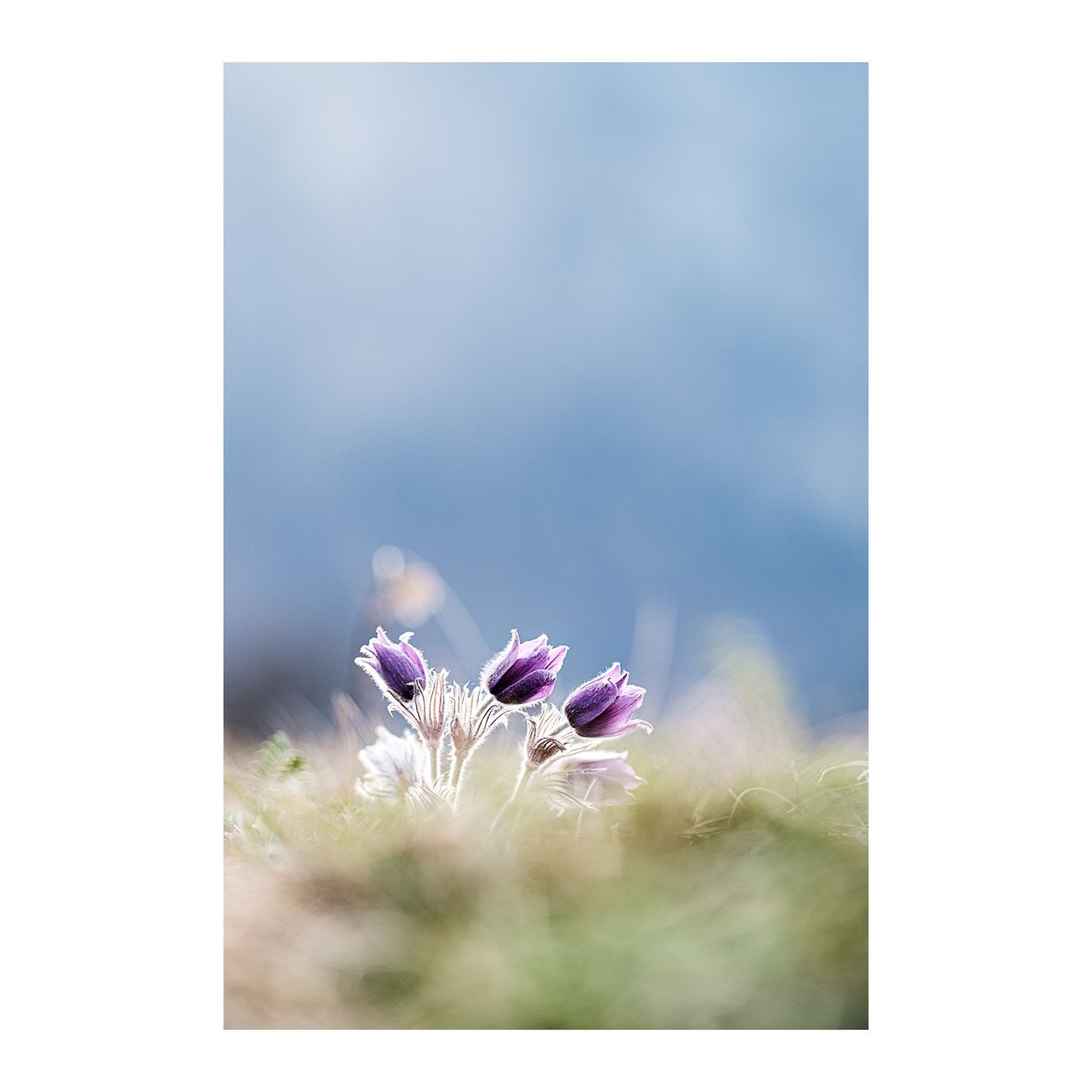 Gemeine Küchenschelle