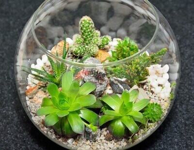 Succulent Terrarium Gardens