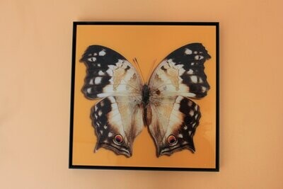 Schmetterlings-Fotografie von Robert Dämmig