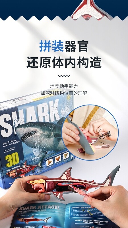 Shark Anatomy Model