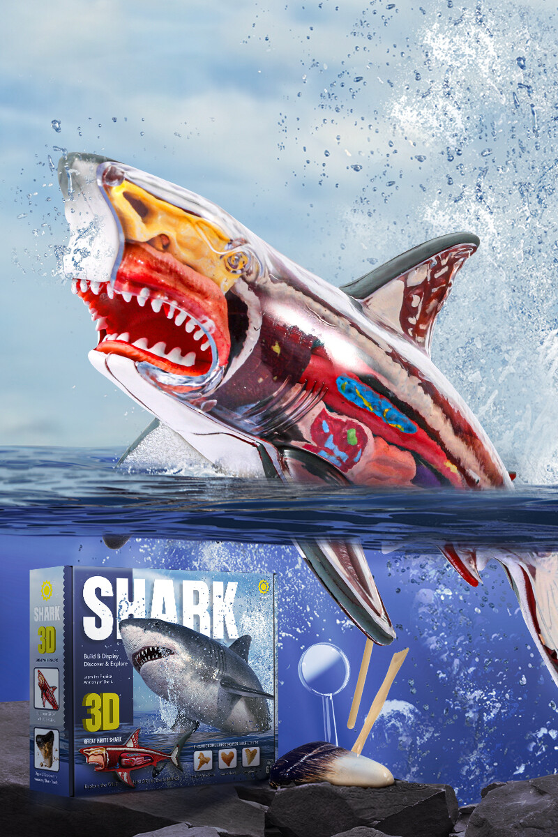 Shark Anatomy Model