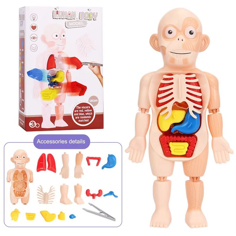Human Body Anatomy Model