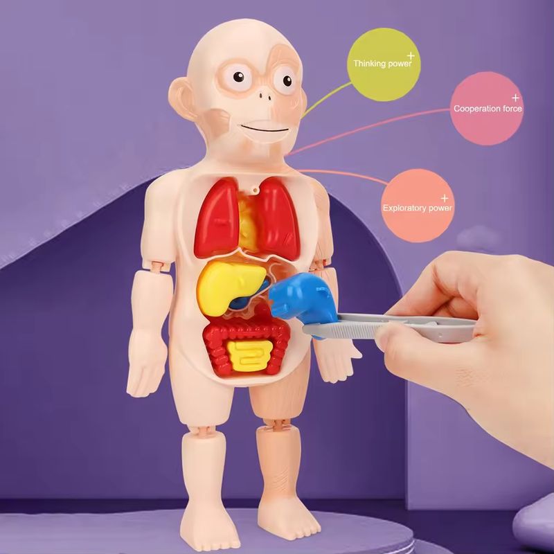 Human Body Anatomy Model