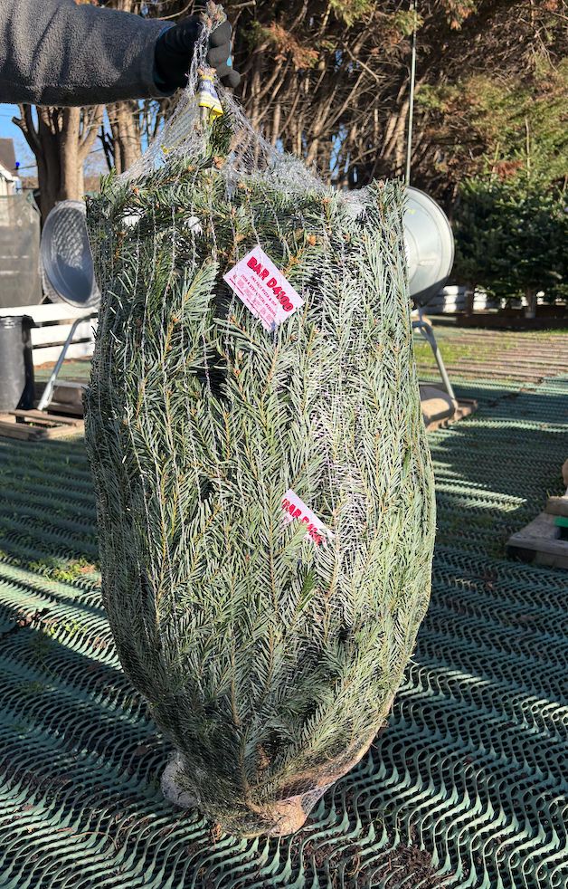 CHRISTMAS TREE + 2 FREE PIZZA VOUCHERS