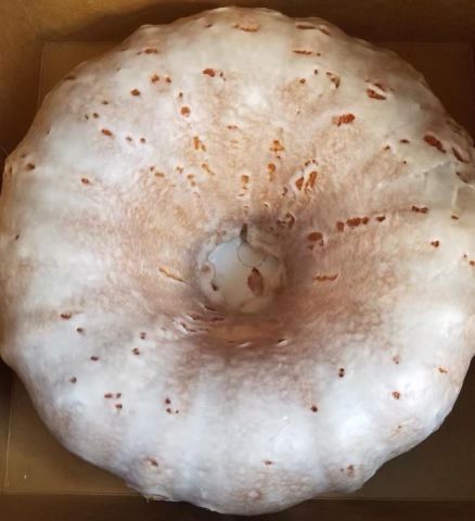 POUND CAKE (CHOOSE FLAVOR)*