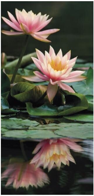 Lotus flower roll-up