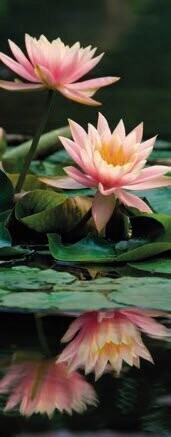 Lotus flower roll-up