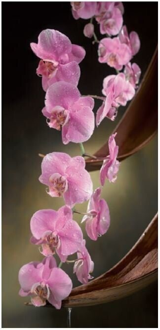 Orchid towards left roll-up