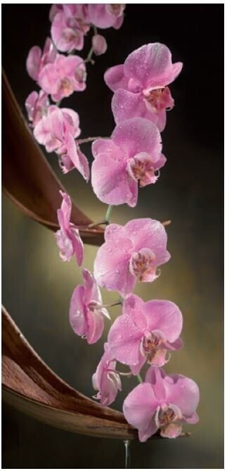 Orchid towards right roll-up