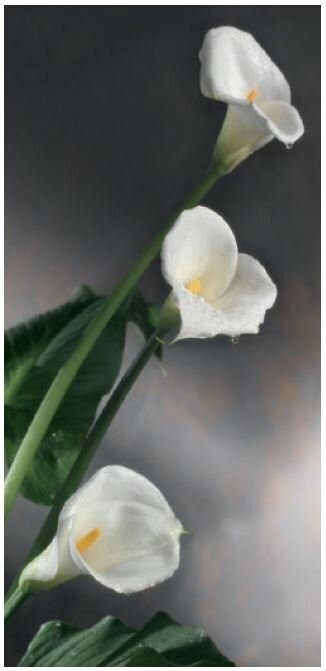 Callas towards right roll-up