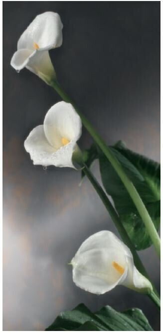 Callas towards lef roll-up