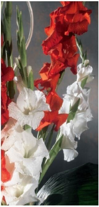 Sword-lilies roll-up