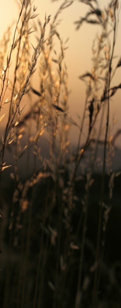 Country landscape on the right roll-up