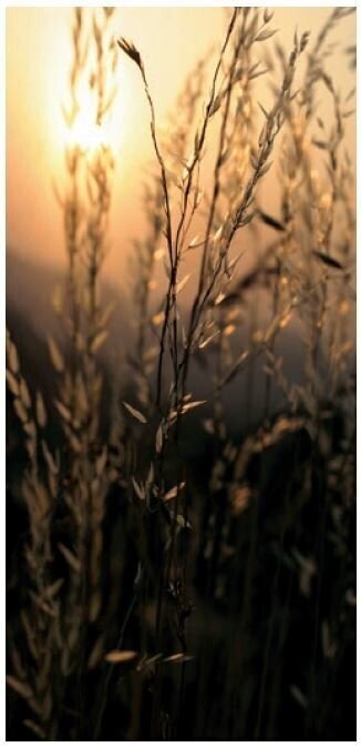 Country landscape on the right roll-up