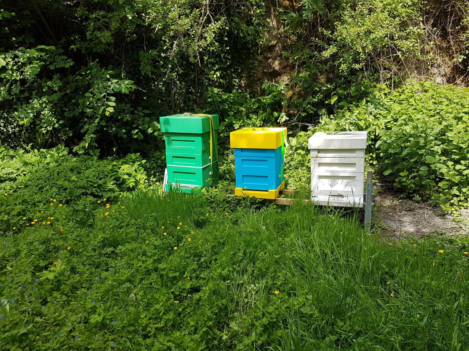 Sponsor a hive