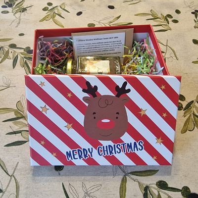 Reindeer - Shoebox