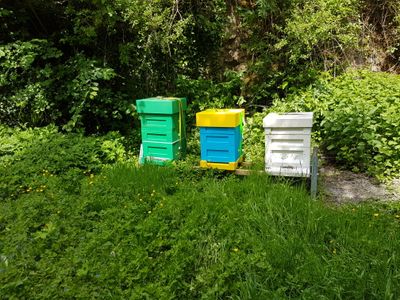 Sponsor a hive