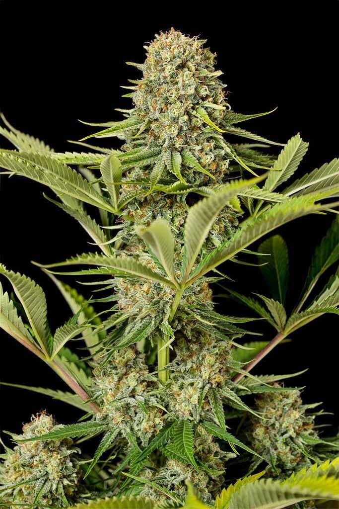 Critical Widow feminizada