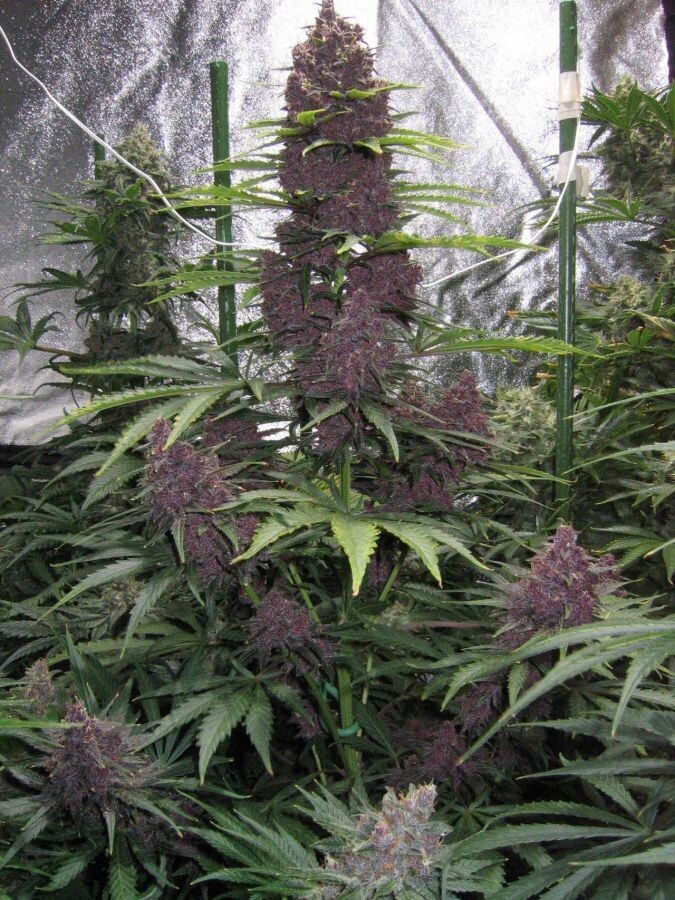 Auto Purple feminizada de 2 meses