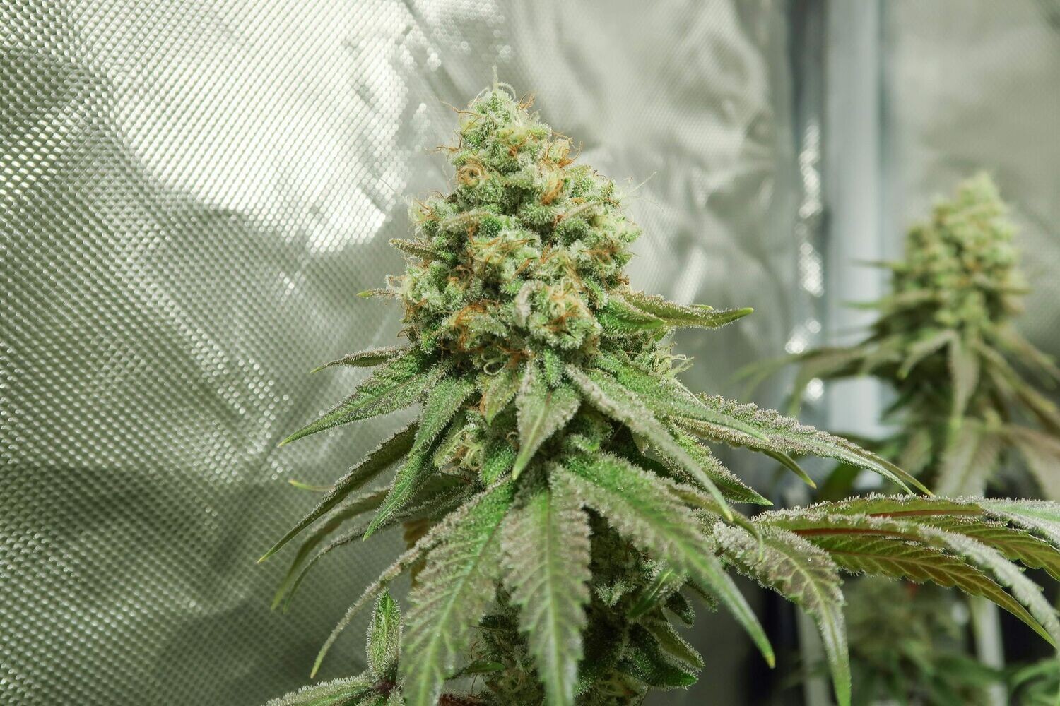 Poison feminizada