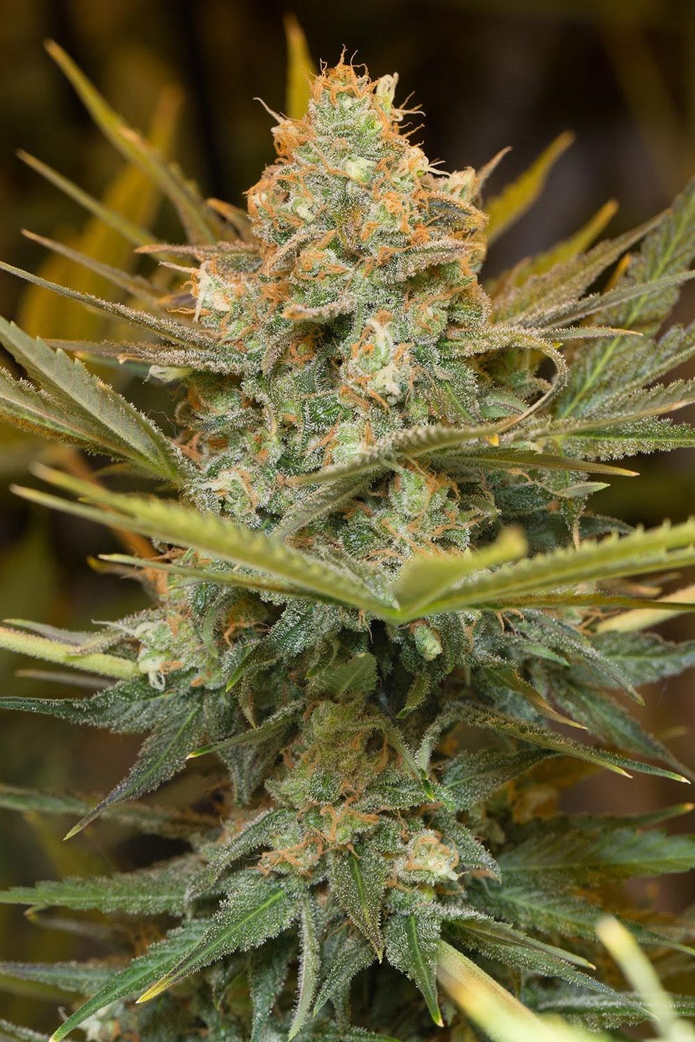 Critical Bilbo feminizada