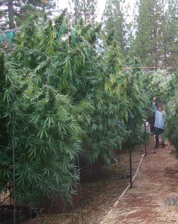 Amnesia Haze feminizada