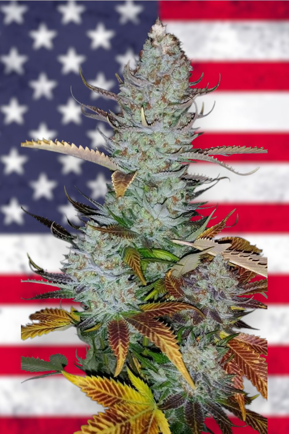 Girl Scout Cookies feminizada