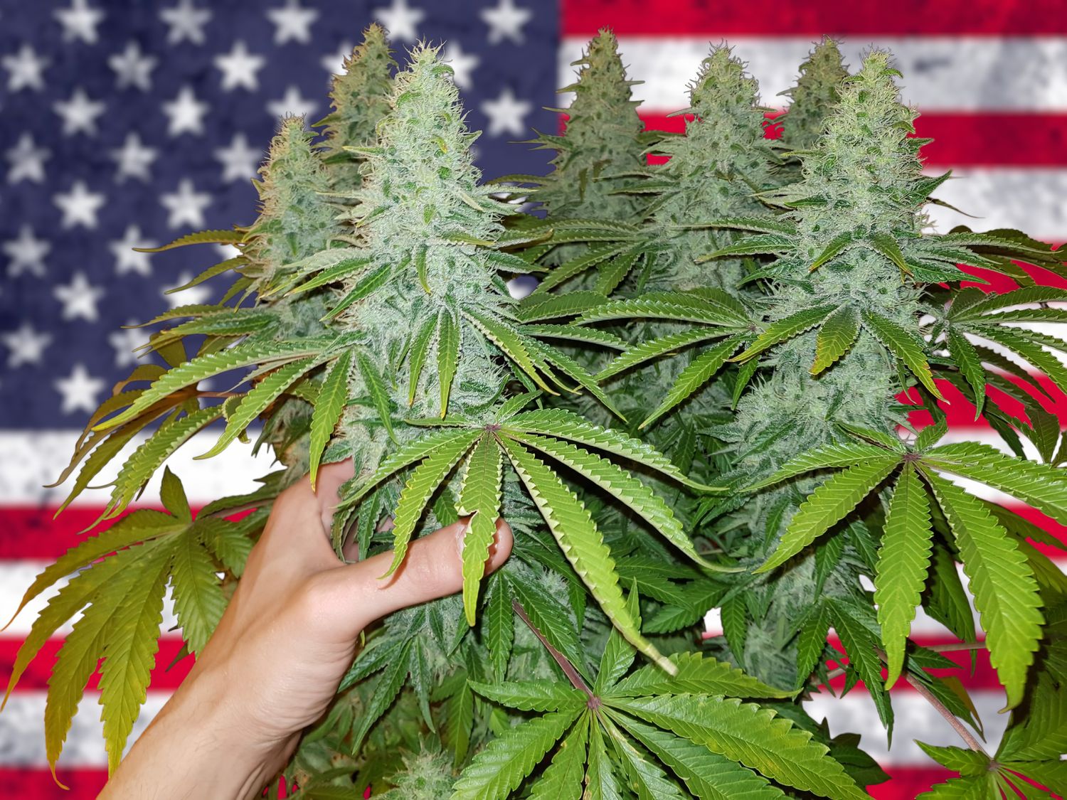 Gorilla Glue feminizada